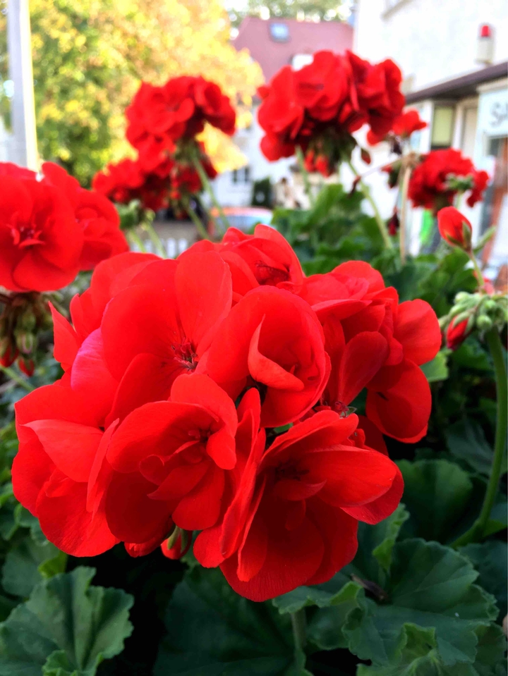 blooms