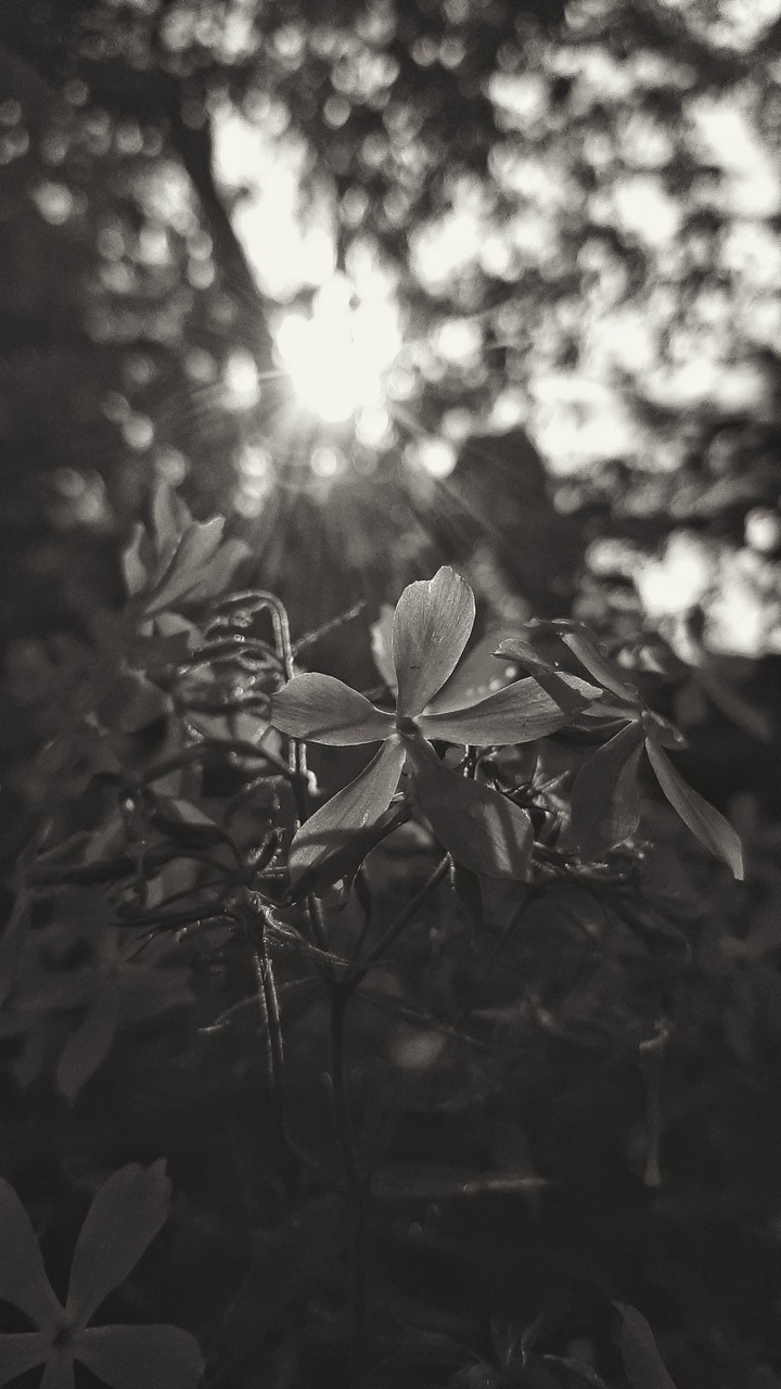 sun