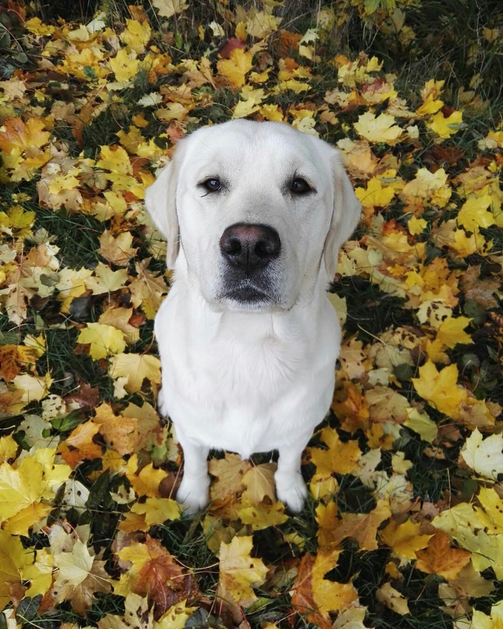 Labrador