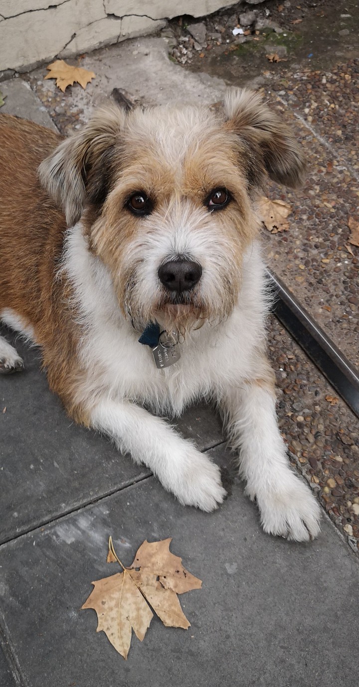 pineda, sweet dog