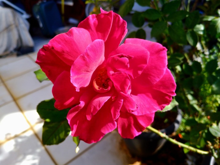 Rose House