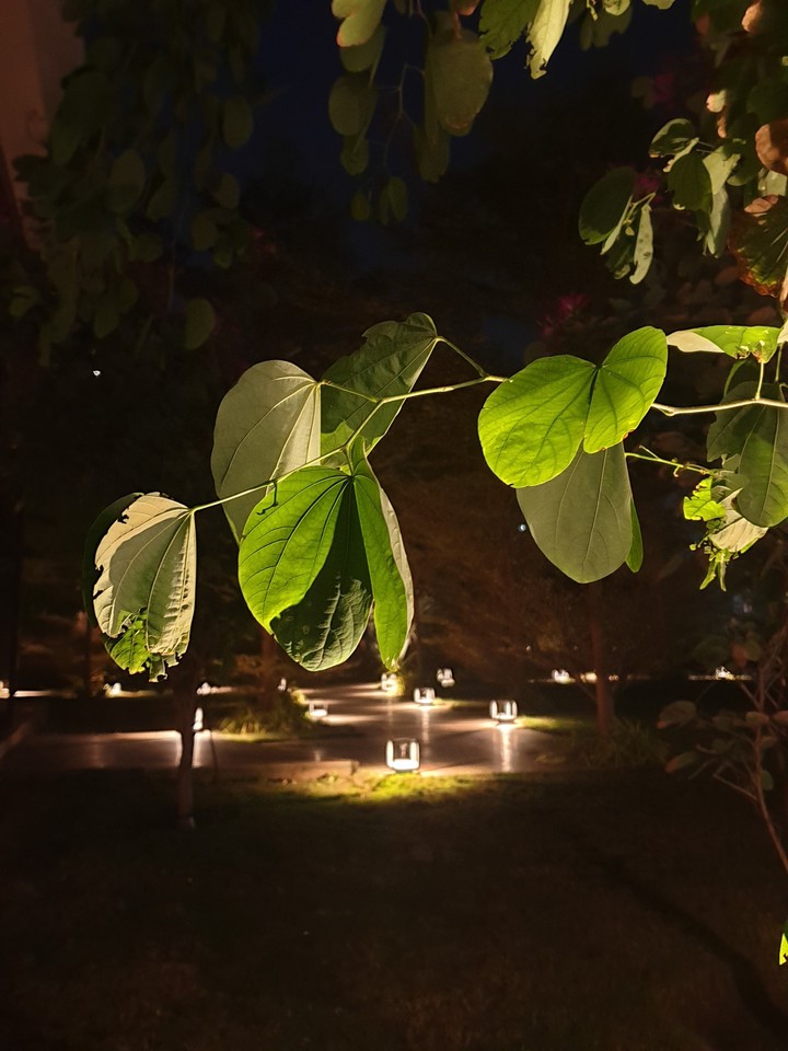 natural photography in low light