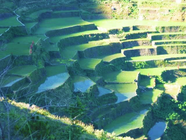Rice terraces
