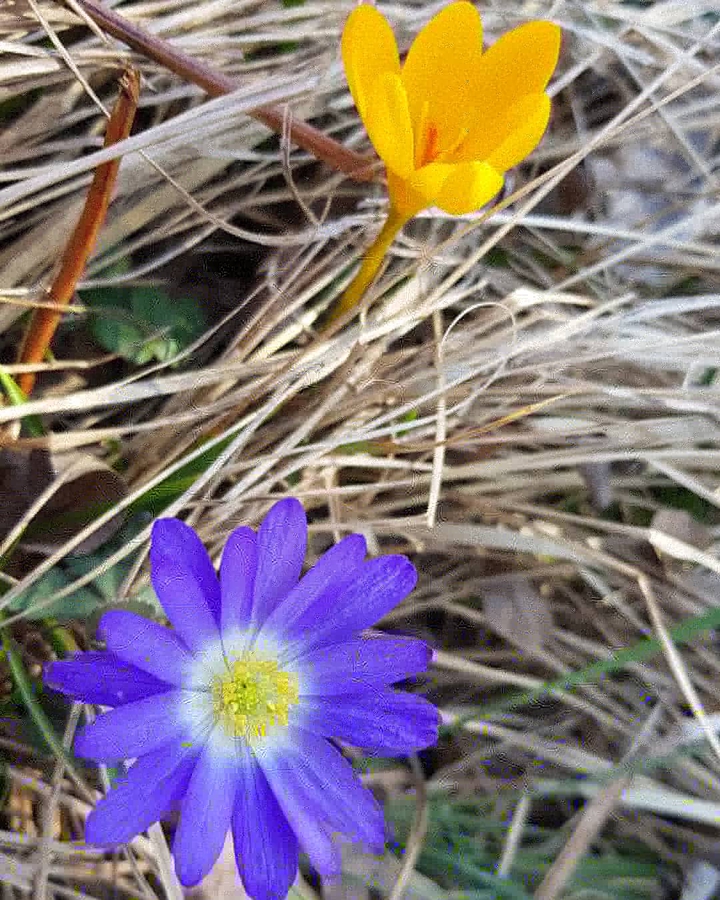 Spring flowers