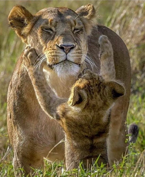 тапети mammal, felidae