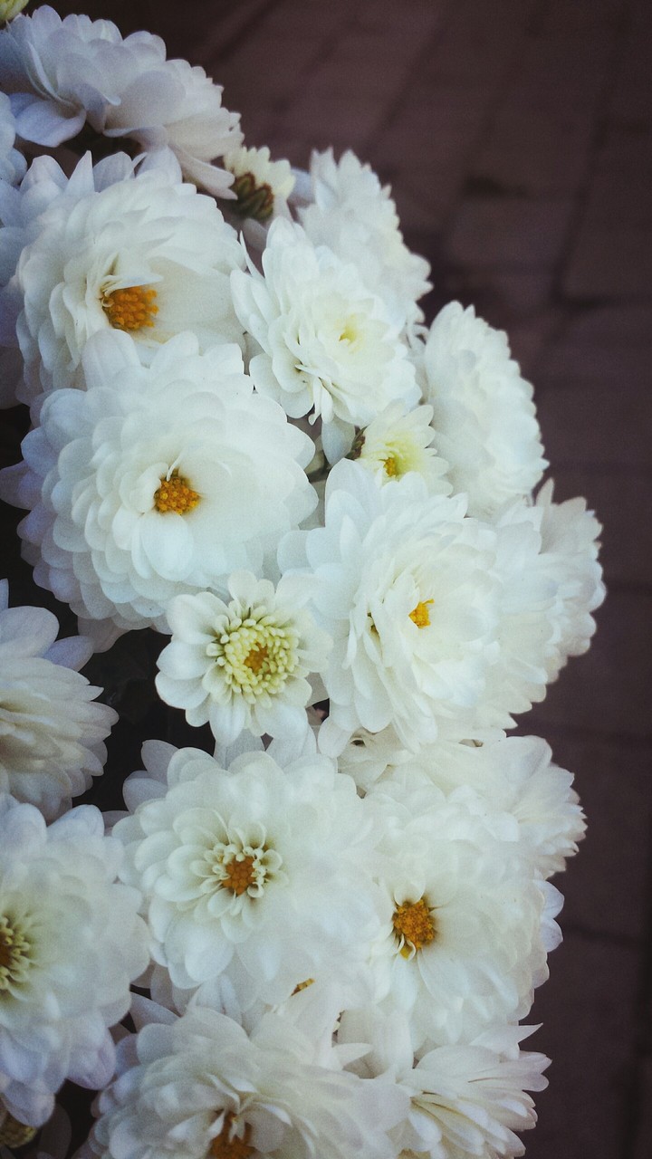 flowers