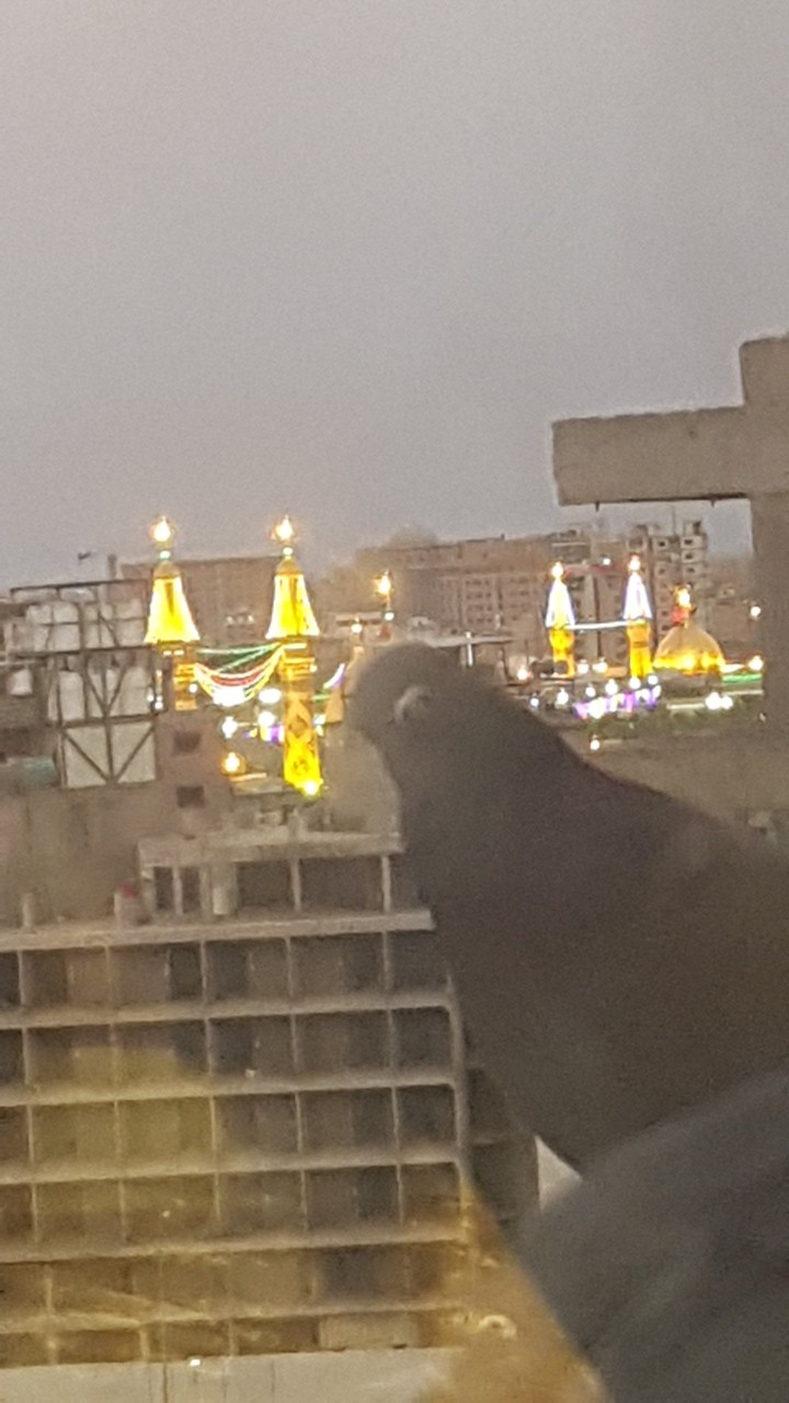 کبوتر کربلا