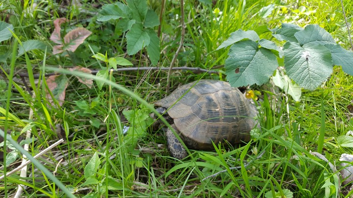 turtlr:)