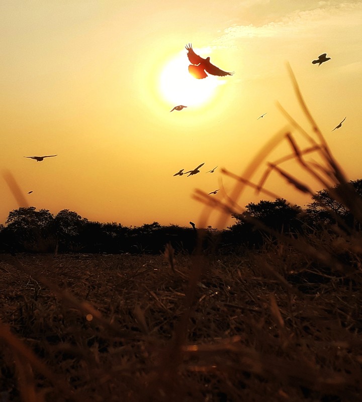Use your wings to fly free and shine bright