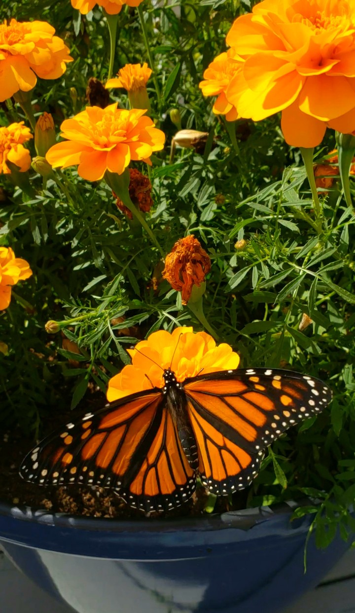 The Butterfly