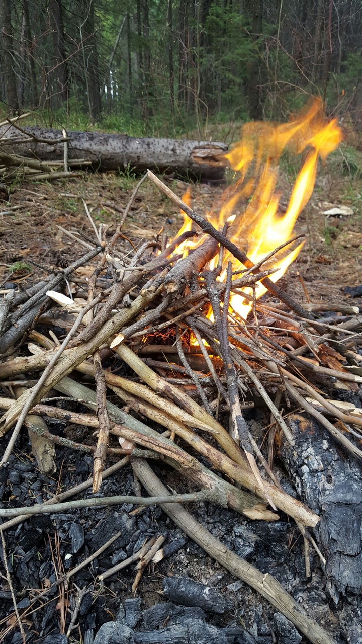bonfire in forest