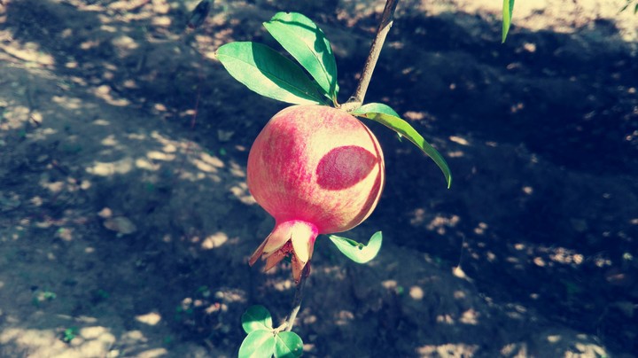 A pomegranate