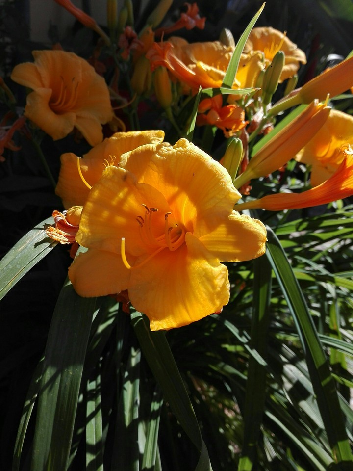 liliom