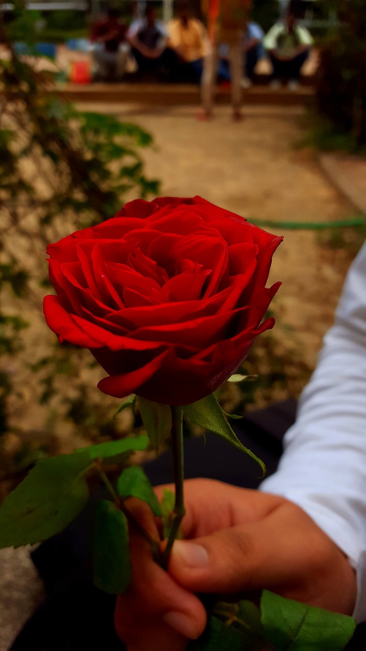 Rose