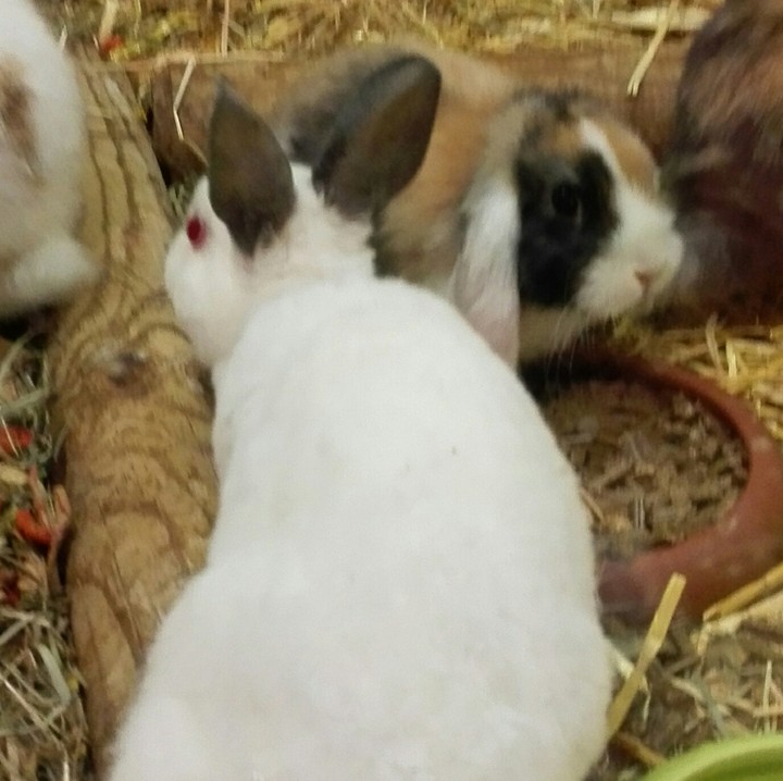 Cute rabbits