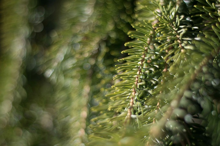 Tree branch...