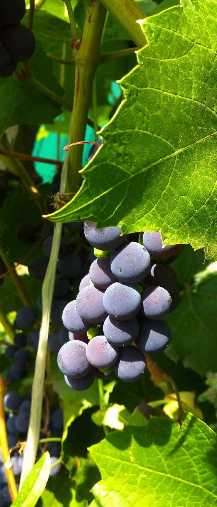 Grape