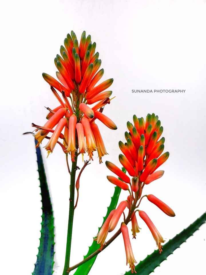 Aloe Bloom
