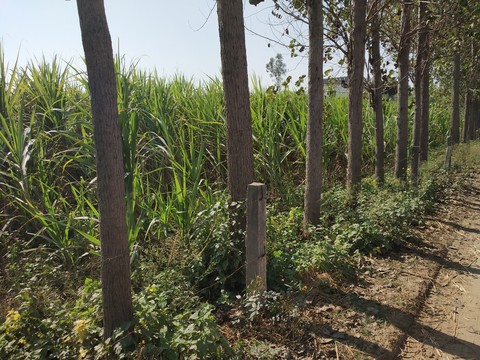 local path