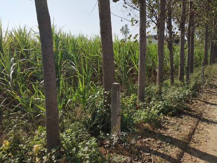 local path