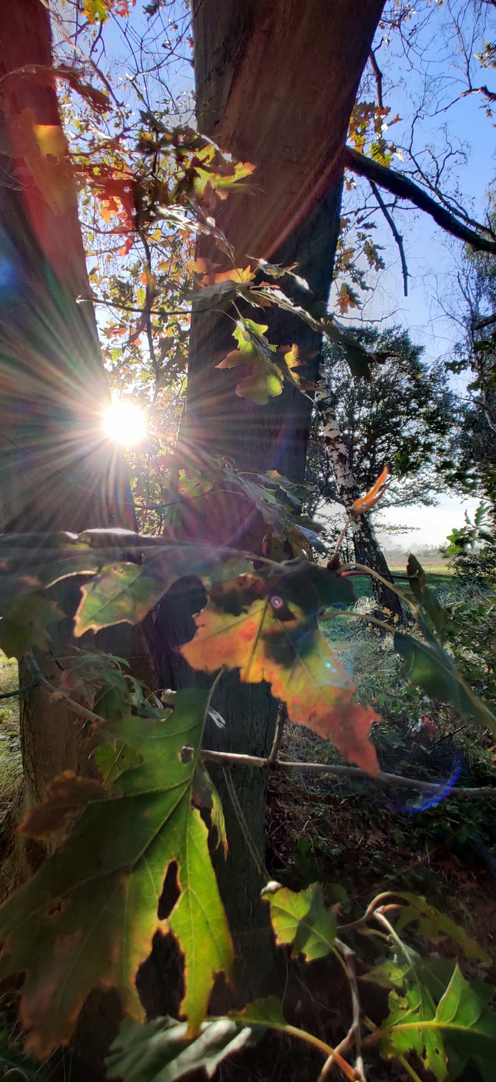 Herbst
