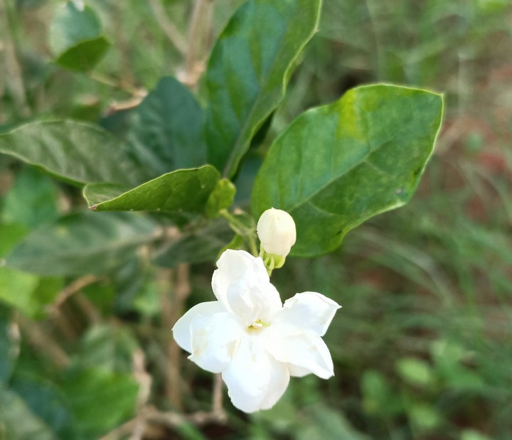 flowers - jasmine