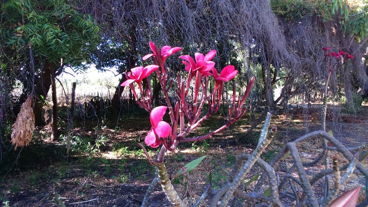 flor