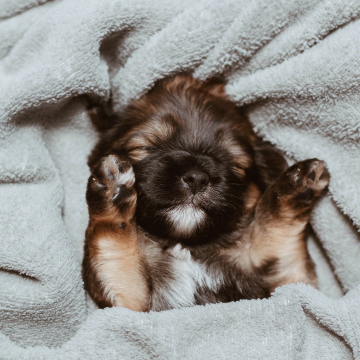 CUTE DOG