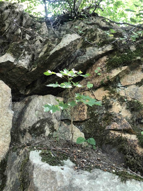 Little maple tree