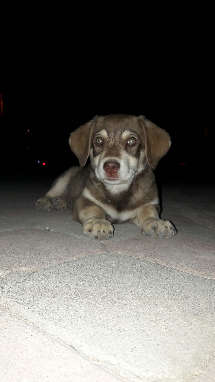 husky