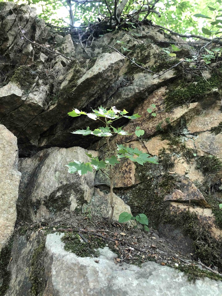 Little maple tree