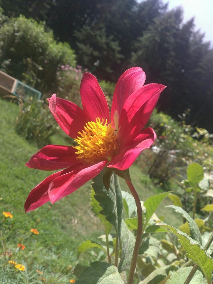 Flower