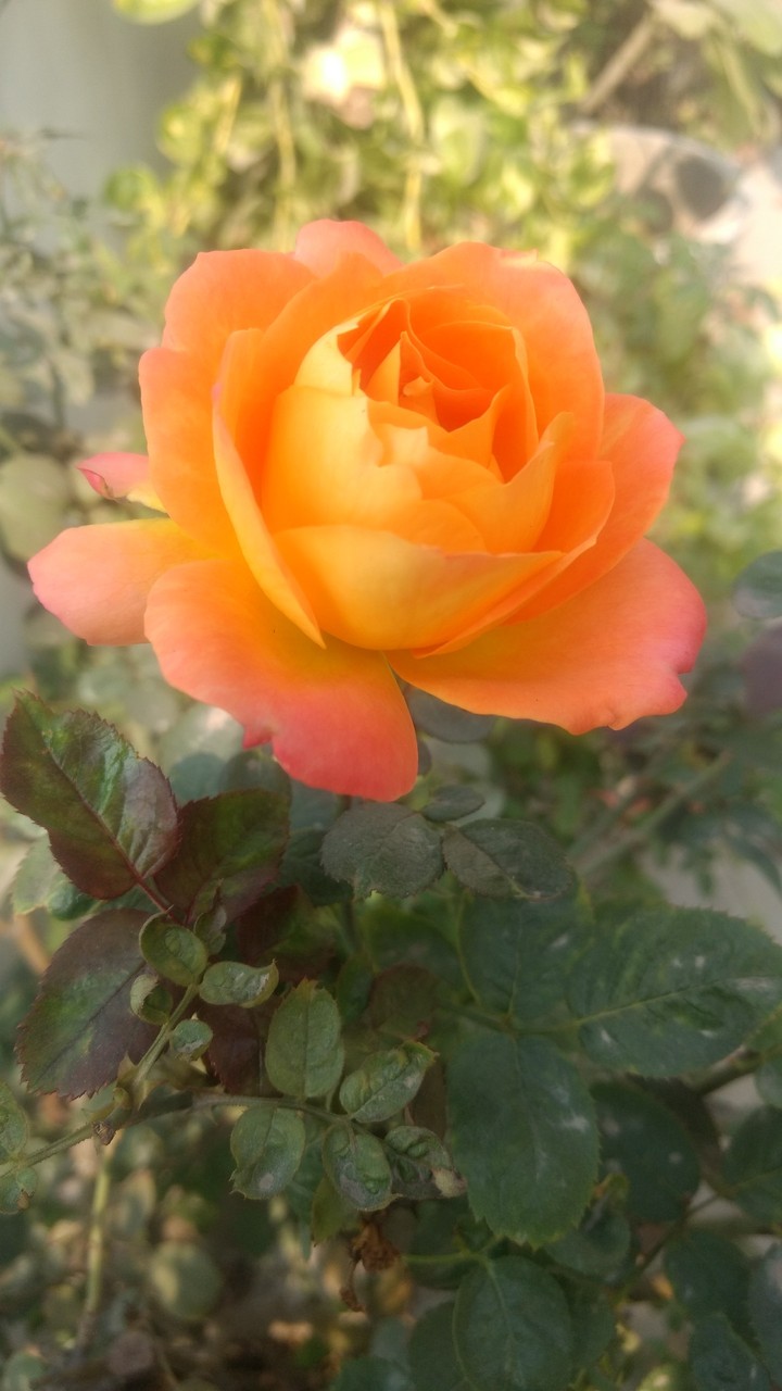 rose