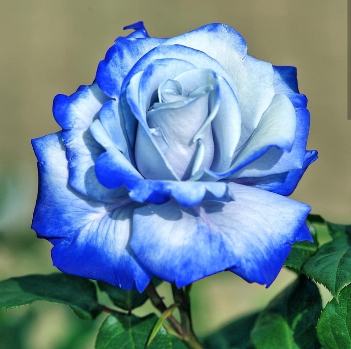 For Gabriel