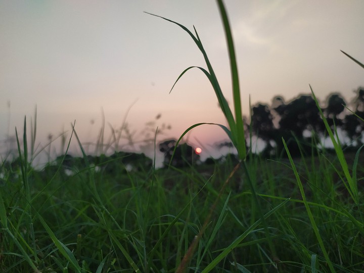 grass and sun