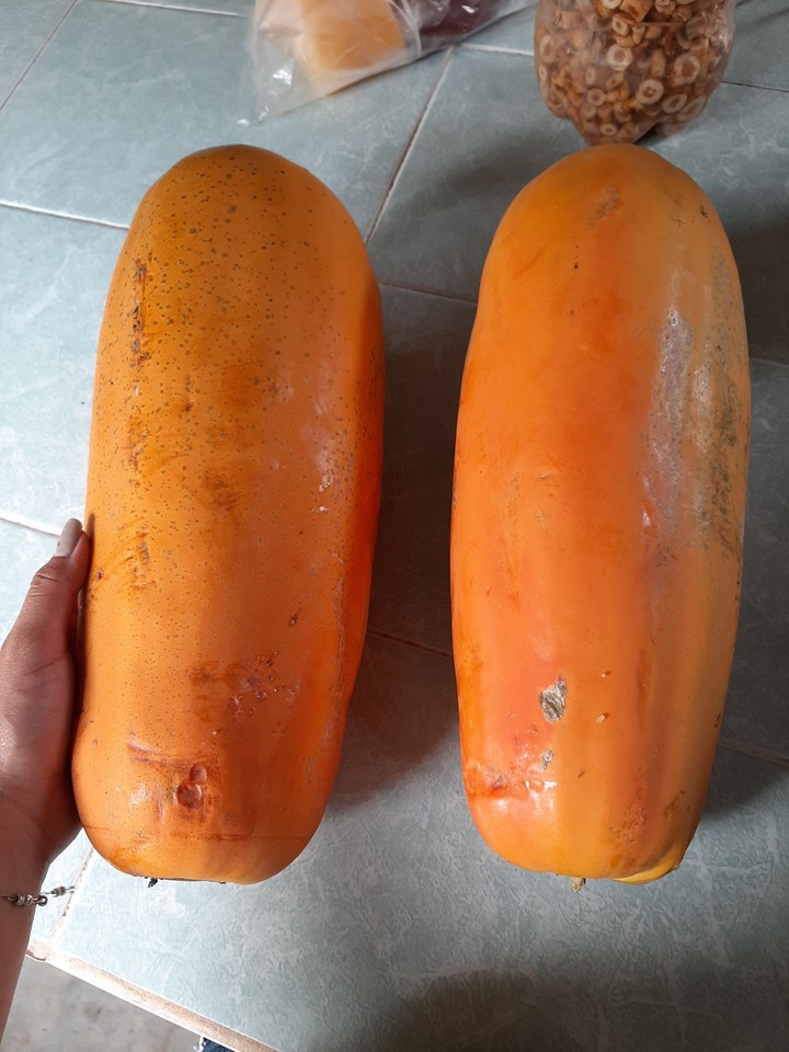 papaya