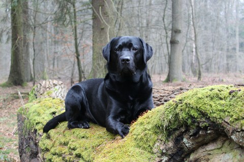Labrador Retriever