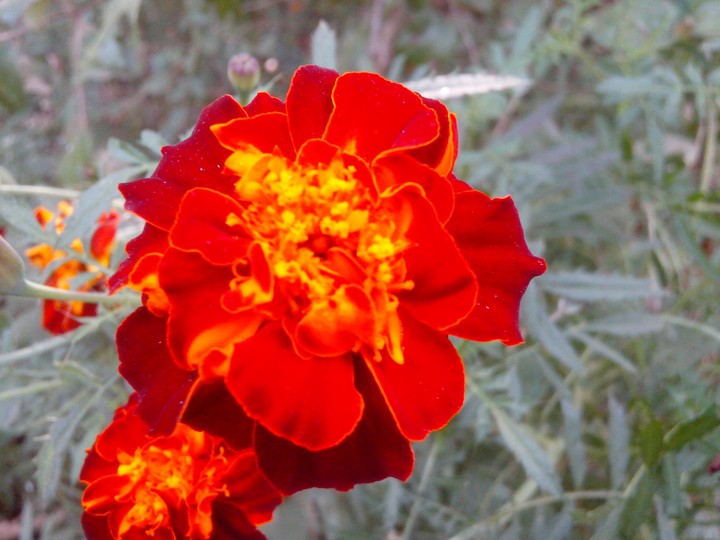 marigold