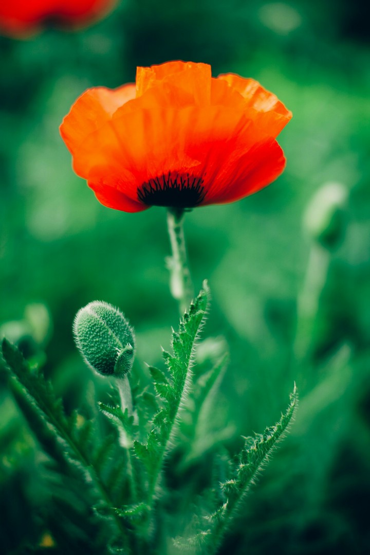 red flower