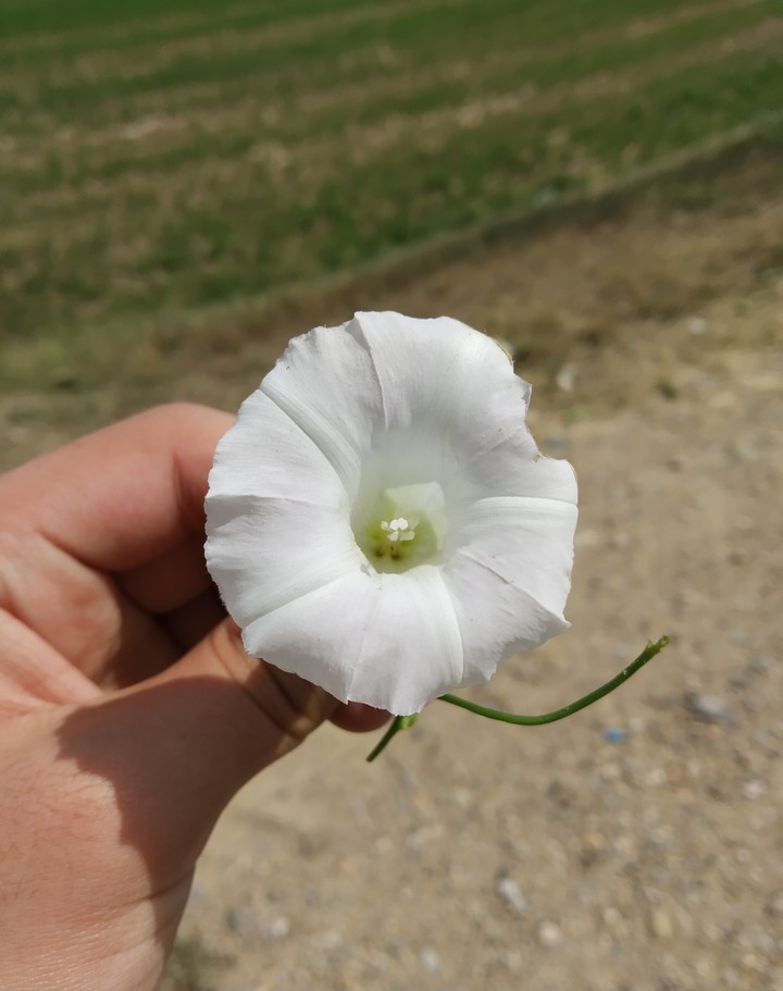 flor de monte