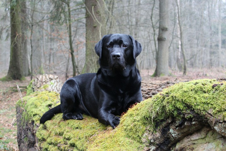 Labrador Retriever