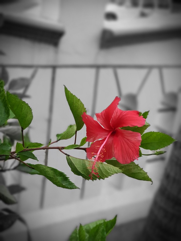 flower