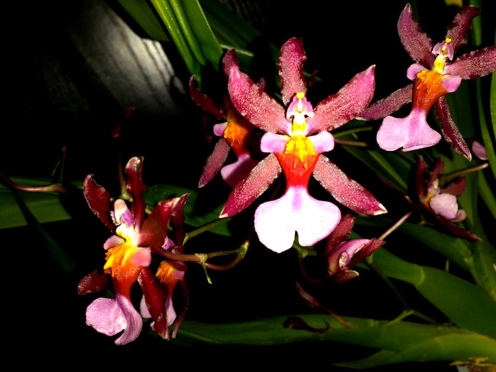 Orchid red