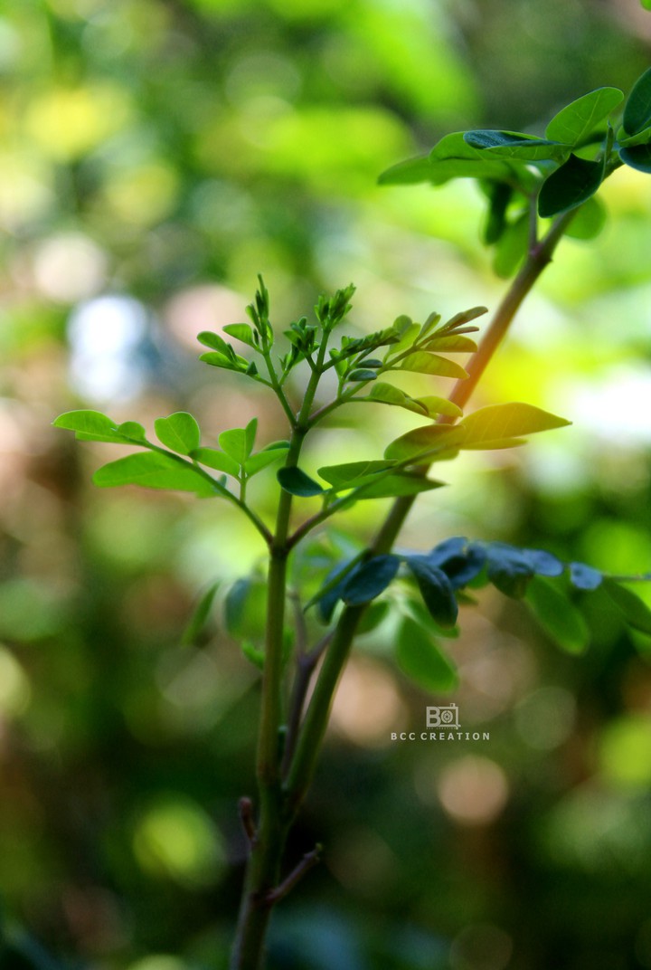photography