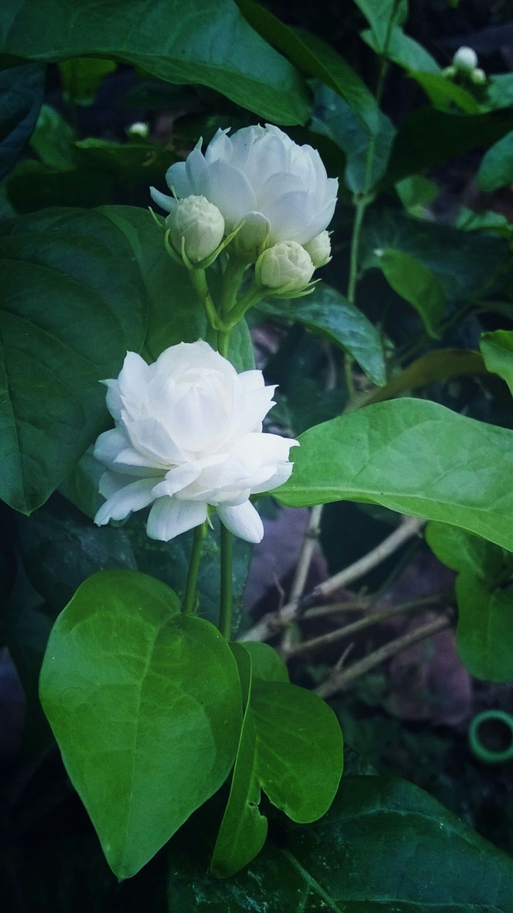 beautiful white flower