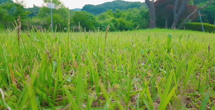 grass