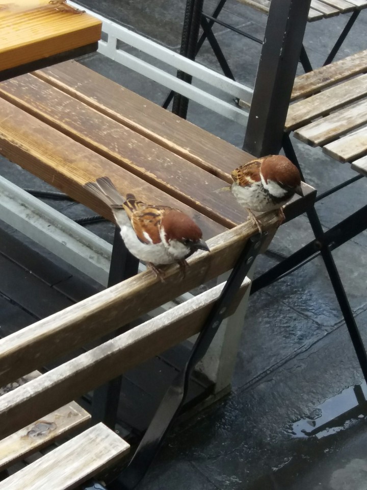 Bird