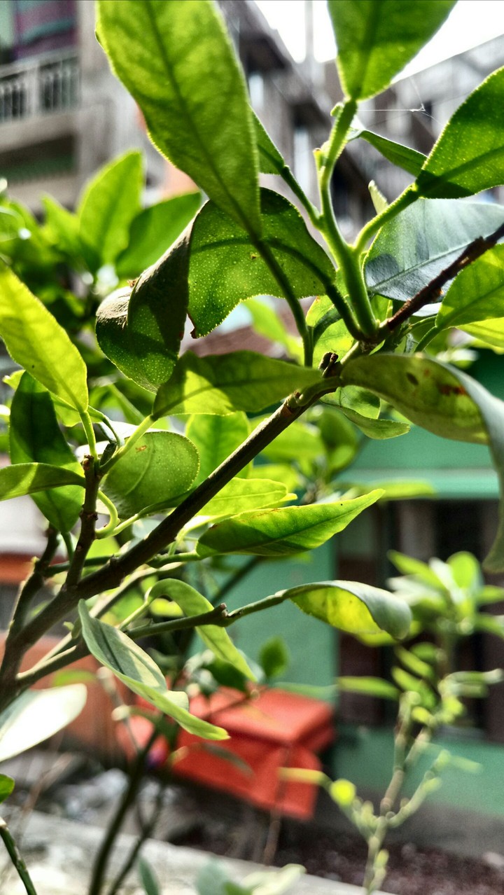 Plant