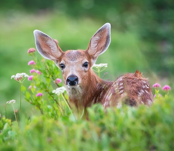 Cute Fawn ...