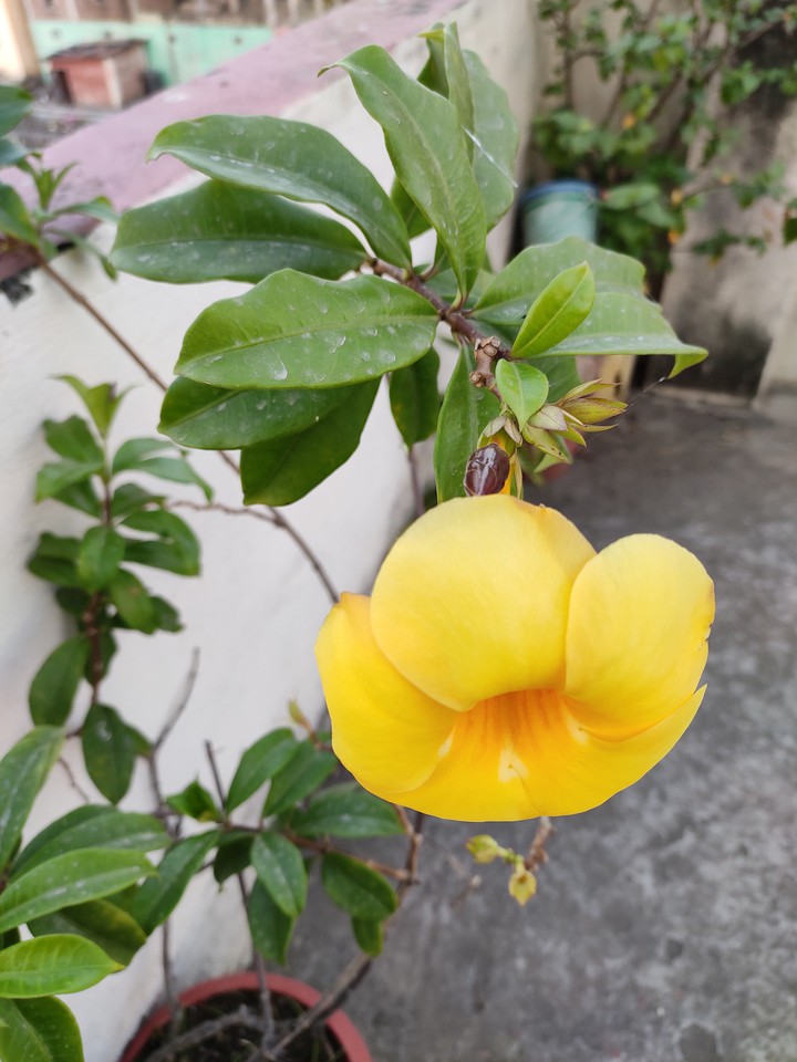 Golden Trumpet